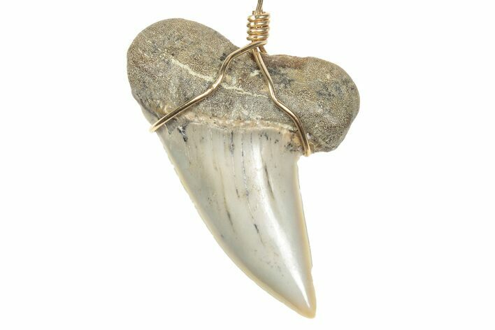 Fossil Hooked White Shark Tooth Necklace - Bakersfield, California #240675